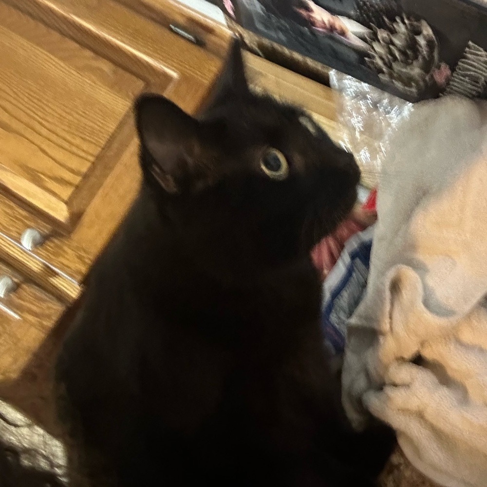 Meet your Posher, Amber